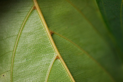 Ventilago bombaiensis